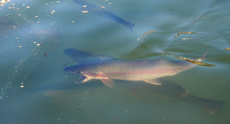 Sarnia's Trout Pond