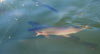 Sarnia's Trout Pond