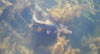 Carp in the Yacht Club Harbour